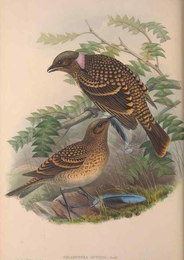 Reproducción/Reproduction 36176242064: The birds of Australia, supplement /. London :Printed by Taylor and Francis ... published by the author ...,[1851]-1869.