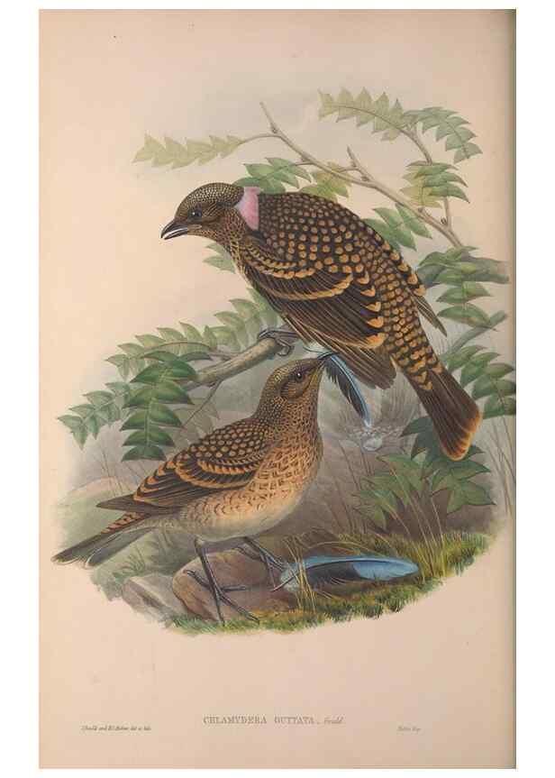 Reproducción/Reproduction 36176242064: The birds of Australia, supplement /. London :Printed by Taylor and Francis ... published by the author ...,[1851]-1869.