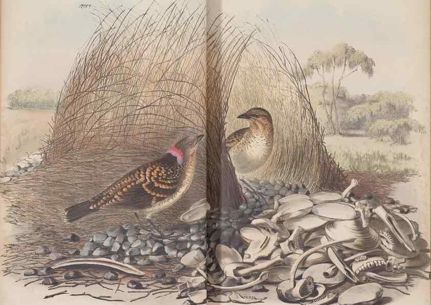 Reproducción/Reproduction 36117547944: The birds of Australia.. London,Printed by R. and J. E. Taylor; pub. by the author,[1840]-48.