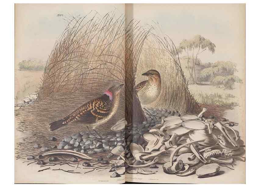 Reproducción/Reproduction 36117547944: The birds of Australia.. London,Printed by R. and J. E. Taylor; pub. by the author,[1840]-48.