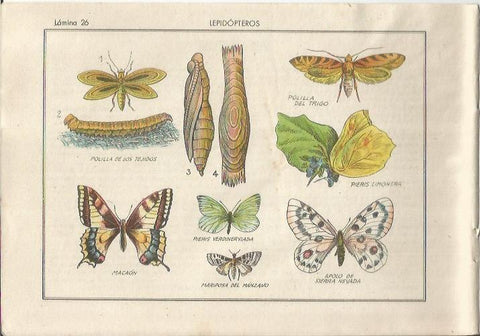 LAMINA 25485: Polillas y mariposa del manzano