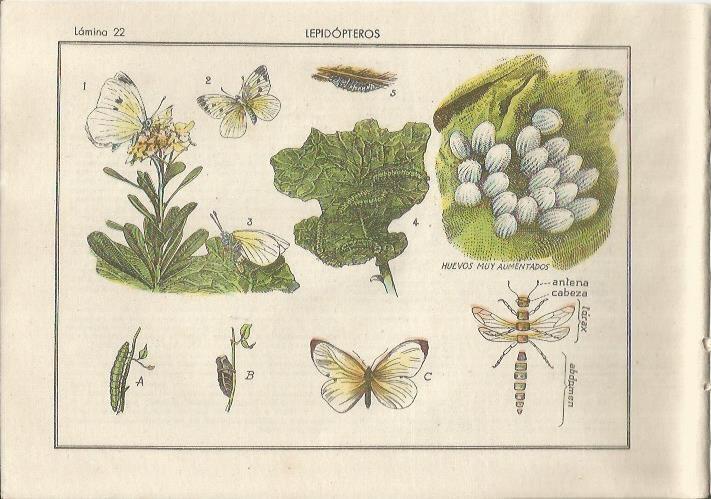 LAMINA 25483: Lepidopteros