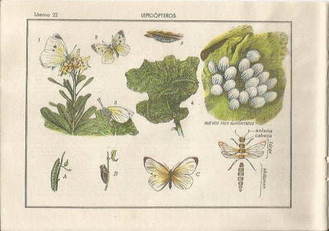 LAMINA 25483: Lepidopteros