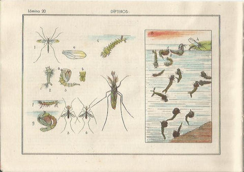 LAMINA 25481: Dipteros