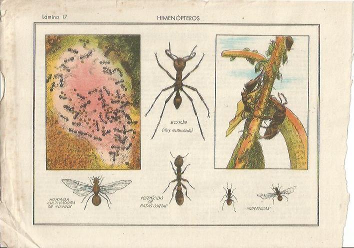 LAMINA 25479: Hormigas