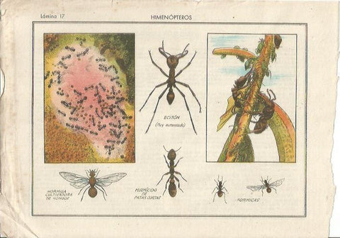 LAMINA 25479: Hormigas