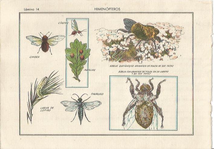 LAMINA 25477: Himenopteros