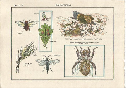 LAMINA 25477: Himenopteros