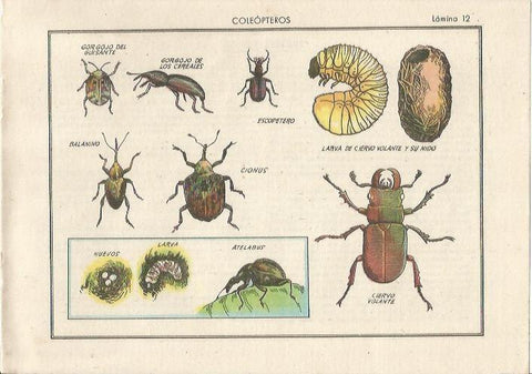 LAMINA 25475: Coleopteros, ciervo volante, cionus y gorgojos