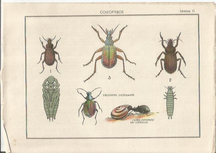 LAMINA 25474: Calosoma sicophanta