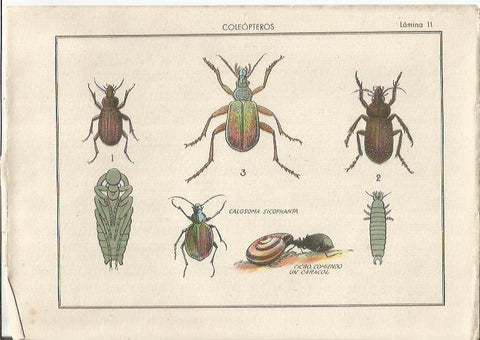 LAMINA 25474: Calosoma sicophanta
