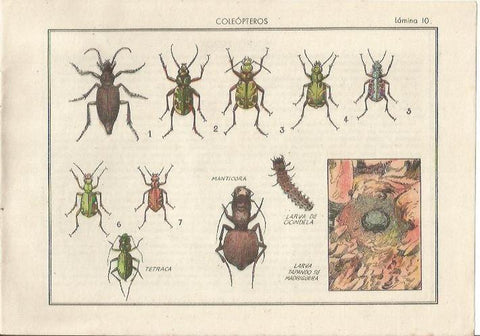 LAMINA 25473: Coleopteros