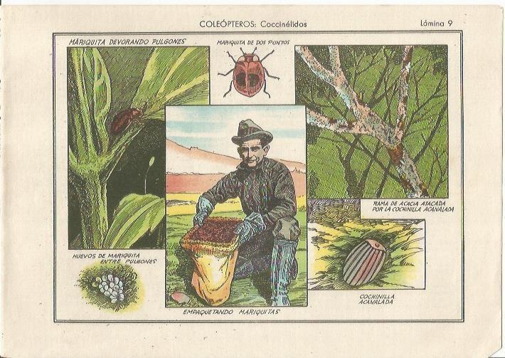LAMINA 25472: Mariquitas