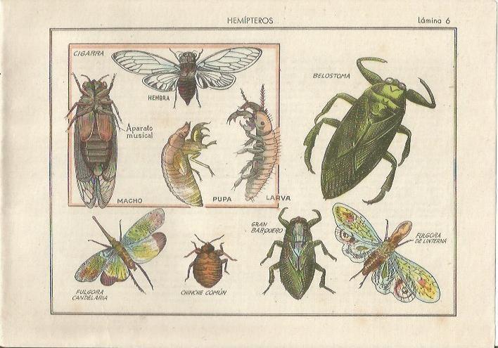 LAMINA 25469: Hemipteros, cigarra y chinche