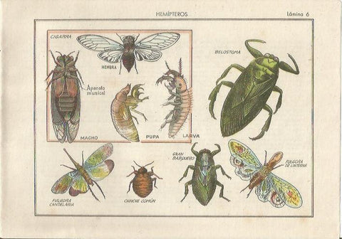 LAMINA 25469: Hemipteros, cigarra y chinche