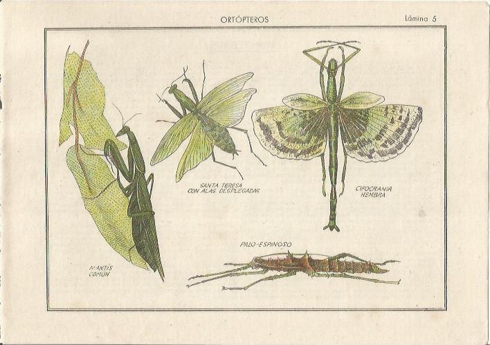 LAMINA 25468: Ortopteros, mantis y cifocrania