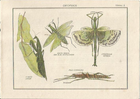 LAMINA 25468: Ortopteros, mantis y cifocrania