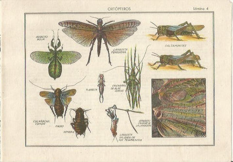 LAMINA 25467: Ortopteros, langosta, saltamontes y cucarachas