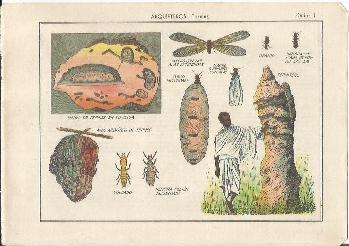 LAMINA 25464: Arquipteros, termes