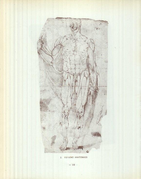 Dibujos de los siglos XVI y XVII: 1/2 Angel sosteniendo una tunica+ Estudio anatomico