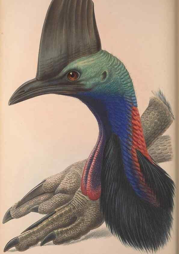 Reproducción/Reproduction 36203644273: The birds of Australia, supplement /. London :Printed by Taylor and Francis ... published by the author ...,[1851]-1869.