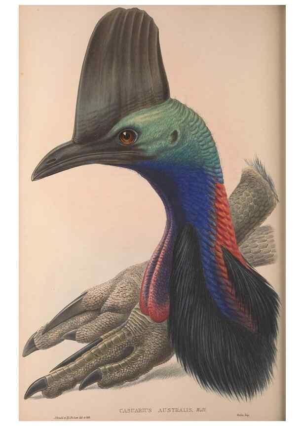 Reproducción/Reproduction 36203644273: The birds of Australia, supplement /. London :Printed by Taylor and Francis ... published by the author ...,[1851]-1869.