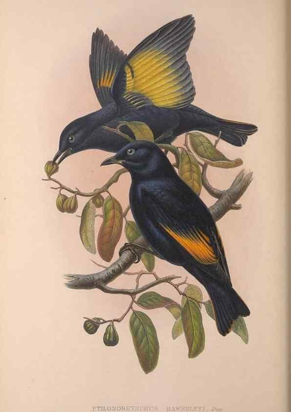 Reproducción/Reproduction 36176239264: The birds of Australia, supplement /. London :Printed by Taylor and Francis ... published by the author ...,[1851]-1869.