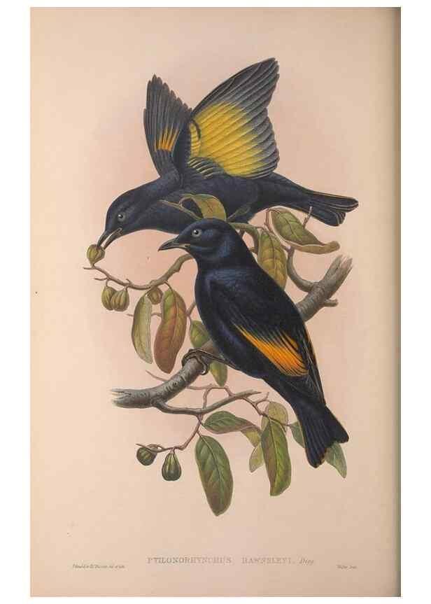 Reproducción/Reproduction 36176239264: The birds of Australia, supplement /. London :Printed by Taylor and Francis ... published by the author ...,[1851]-1869.