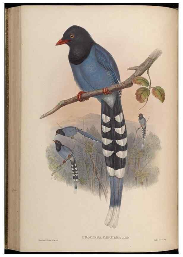 Reproducción/Reproduction 48630519957: Birds of Asia / by John Gould.. London :Printed by Taylor and Francis, pub. by the author,1850-1883.. 