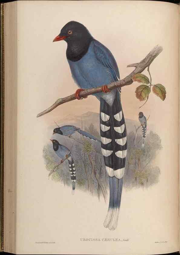 Reproducción/Reproduction 48630519957: Birds of Asia / by John Gould.. London :Printed by Taylor and Francis, pub. by the author,1850-1883.. 