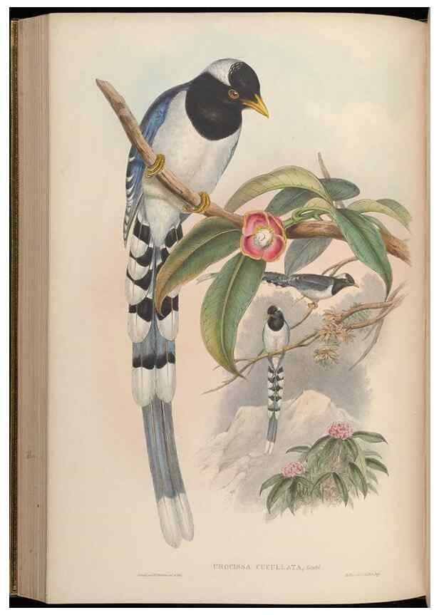 Reproducción/Reproduction 48630015788: Birds of Asia / by John Gould.. London :Printed by Taylor and Francis, pub. by the author,1850-1883.. 