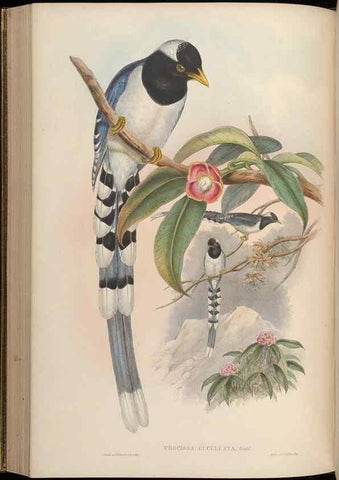 Reproducción/Reproduction 48630015788: Birds of Asia / by John Gould.. London :Printed by Taylor and Francis, pub. by the author,1850-1883.. 