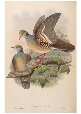 Reproducción/Reproduction 48630164523: Birds of Asia / by John Gould.. London :Printed by Taylor and Francis, pub. by the author,1850-1883.. 