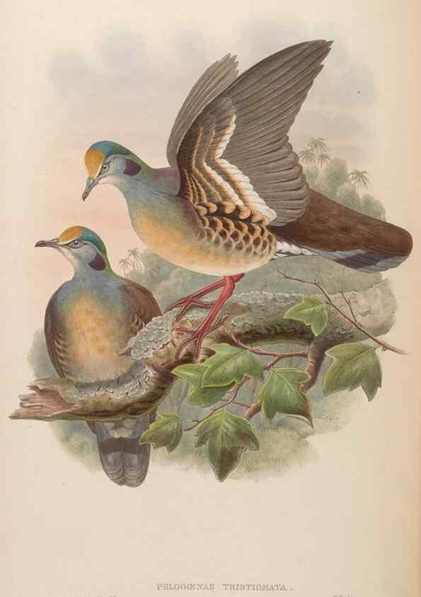 Reproducción/Reproduction 48630164523: Birds of Asia / by John Gould.. London :Printed by Taylor and Francis, pub. by the author,1850-1883.. 