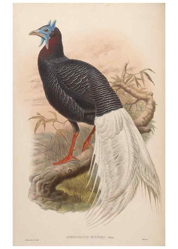 Reproducción/Reproduction 48630768746: Birds of Asia / by John Gould.. London :Printed by Taylor and Francis, pub. by the author,1850-1883.. 