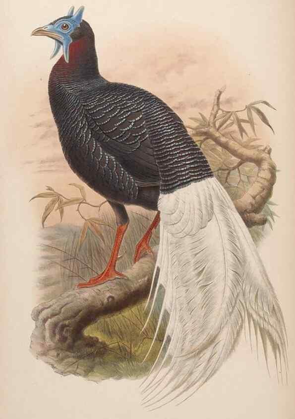 Reproducción/Reproduction 48630768746: Birds of Asia / by John Gould.. London :Printed by Taylor and Francis, pub. by the author,1850-1883.. 