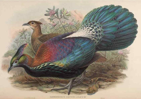 Reproducción/Reproduction 48630938267: Birds of Asia / by John Gould.. London :Printed by Taylor and Francis, pub. by the author,1850-1883.. 