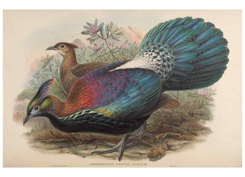 Reproducción/Reproduction 48630938267: Birds of Asia / by John Gould.. London :Printed by Taylor and Francis, pub. by the author,1850-1883.. 