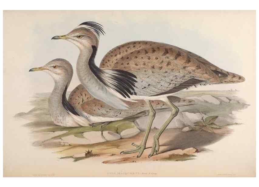 Reproducción/Reproduction 48630436793: Birds of Asia / by John Gould.. London :Printed by Taylor and Francis, pub. by the author,1850-1883.. 