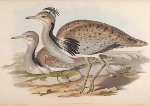 Reproducción/Reproduction 48630436793: Birds of Asia / by John Gould.. London :Printed by Taylor and Francis, pub. by the author,1850-1883.. 