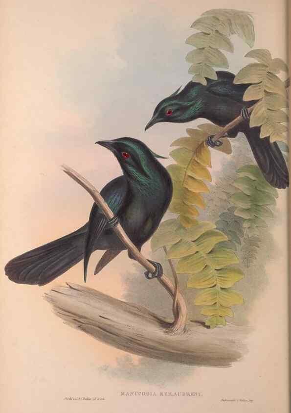 Reproducción/Reproduction 36823553606: The birds of Australia, supplement /. London :Printed by Taylor and Francis ... published by the author ...,[1851]-1869.