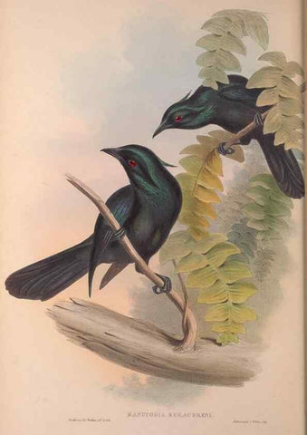 Reproducción/Reproduction 36823553606: The birds of Australia, supplement /. London :Printed by Taylor and Francis ... published by the author ...,[1851]-1869.