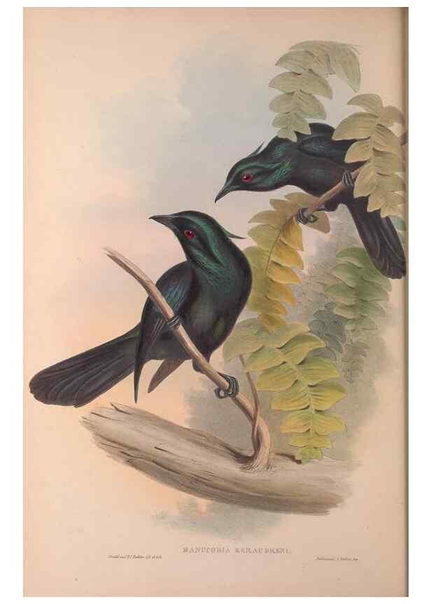 Reproducción/Reproduction 36823553606: The birds of Australia, supplement /. London :Printed by Taylor and Francis ... published by the author ...,[1851]-1869.