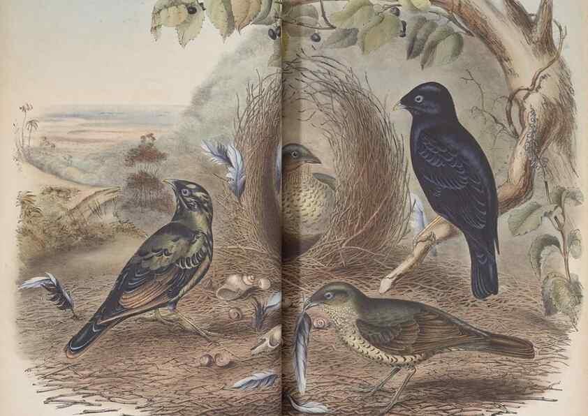 Reproducción/Reproduction 36117551274: The birds of Australia.. London,Printed by R. and J. E. Taylor; pub. by the author,[1840]-48.