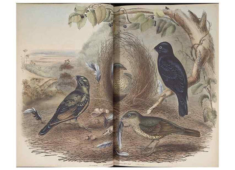 Reproducción/Reproduction 36117551274: The birds of Australia.. London,Printed by R. and J. E. Taylor; pub. by the author,[1840]-48.