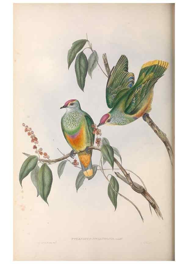 Reproducción/Reproduction 36143982243: The birds of Australia.. London,Printed by R. and J. E. Taylor; pub. by the author,[1840]-48.