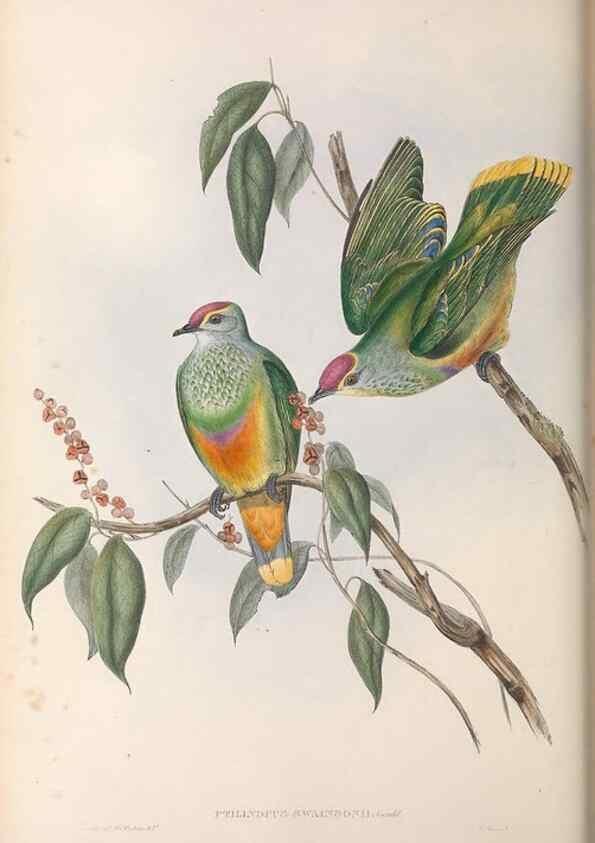 Reproducción/Reproduction 36143982243: The birds of Australia.. London,Printed by R. and J. E. Taylor; pub. by the author,[1840]-48.