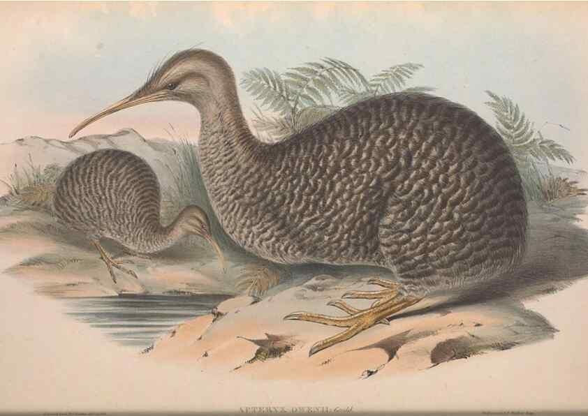 Reproducción/Reproduction 36764944776: The birds of Australia.. London,Printed by R. and J. E. Taylor; pub. by the author,[1840]-48.