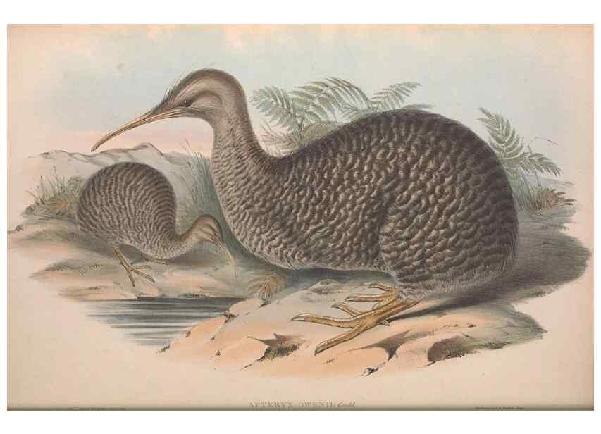 Reproducción/Reproduction 36764944776: The birds of Australia.. London,Printed by R. and J. E. Taylor; pub. by the author,[1840]-48.