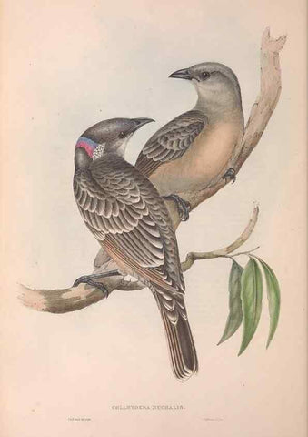 Reproducción/Reproduction 36117549854: The birds of Australia.. London,Printed by R. and J. E. Taylor; pub. by the author,[1840]-48.